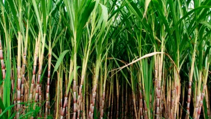 Variedades de cana-de-açúcar da Ufal têm alta produtividade agrícola