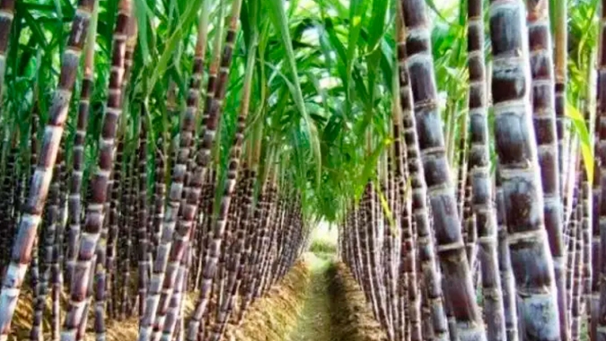 Cana: Safra anda bem, mas produtividade deve cair de agora em diante e refletir seca e altas temperaturas
