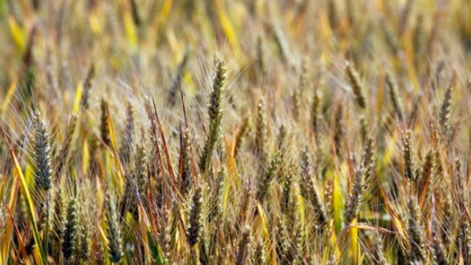 A maioria das colheitas de cereais da UE está em boas condições, mas os riscos de humidade persistem