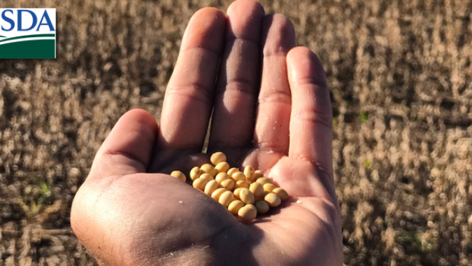 USDA informa venda de quase 270 mil t de soja para destinos não revelados