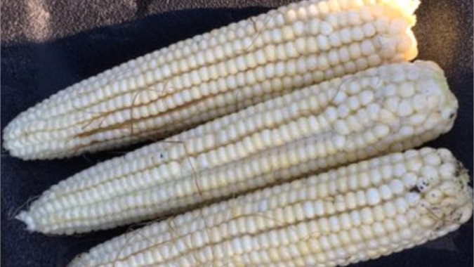 Fotos do ProFarmer Crop Tour mostram o crítico desenvolvimento da safra dos EUA