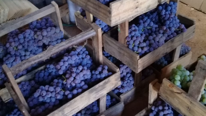 Uva/Cepea: Mercado do Vale segue com baixa oferta, por conta das chuvas