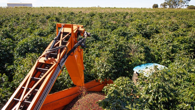 Produtores devem se atentar ao pós-colheita após onda de frio