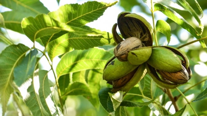 Colheita da Noz Pecan avança e Brasil terá maior produção da história em 2021