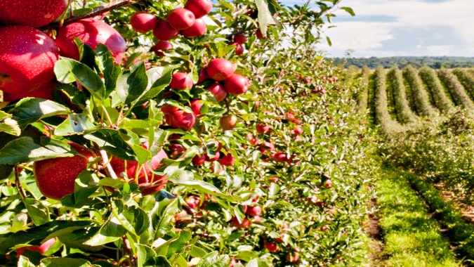 Entenda como age a bactéria selecionada pela Basf para ser o primeiro Biofungicida para horticultura
