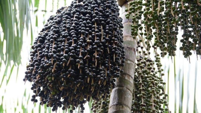 Safra de açaí começa com boa perspectiva, segundo Boletim da Sociobiodiversidade