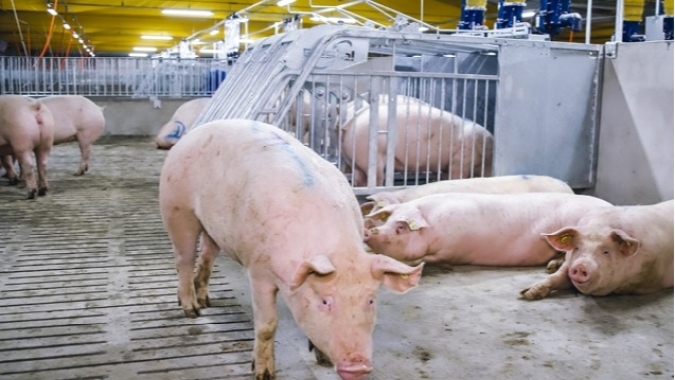 SC bate recorde no Valor da Produção Agropecuária em 2023, com destaque para a produção animal