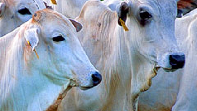 Projeto cria categoria de motorista autônomo para transporte de animais vivos