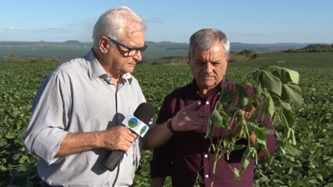 Safra de soja está se desenvolvendo muito bem no Paraná. Temor é a ferrugem