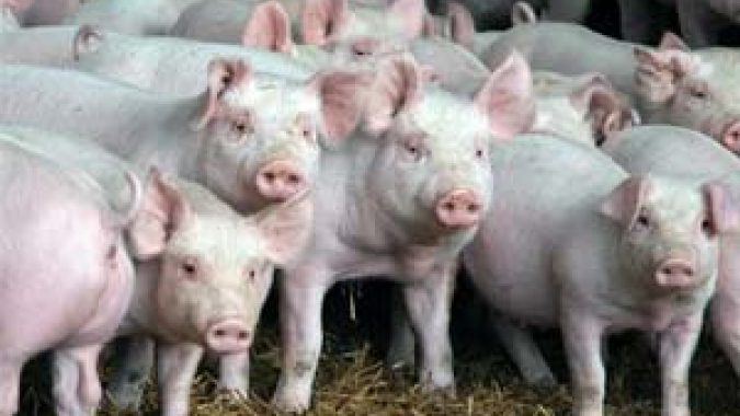 Altas nas cotações predominam nesta segunda-feira (13) de mercado de suínos em campo misto
