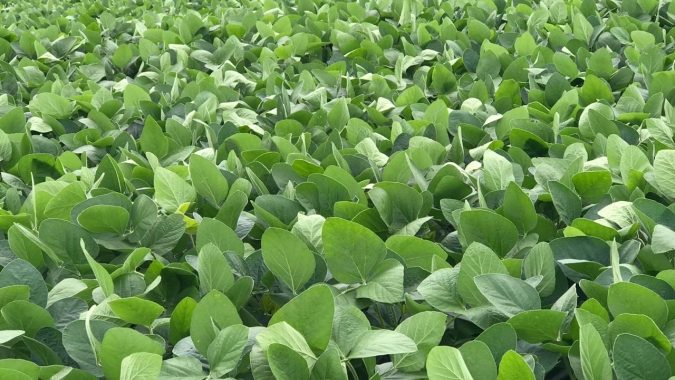 Colheita de soja atinge 2,23% da área em MT; plantios de milho e algodão têm atraso