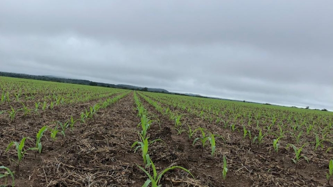 Umidade do solo melhora na Argentina enquanto plantio do milho avança para 96% do total