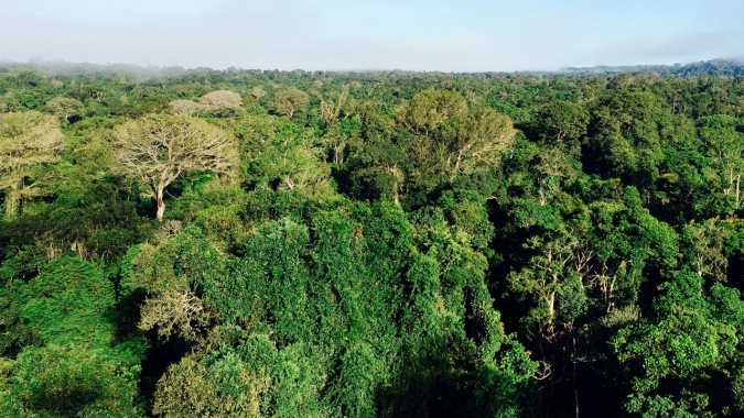 Manejo florestal por espécies na Amazônia é mais rentável e sustentável
