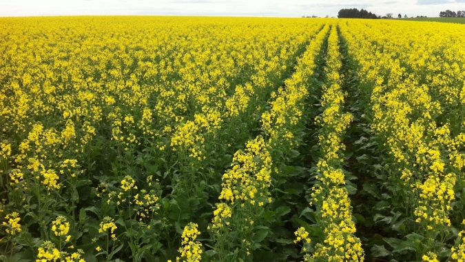 Cultivo de canola registra crescimento no Noroeste do Rio Grande do Sul