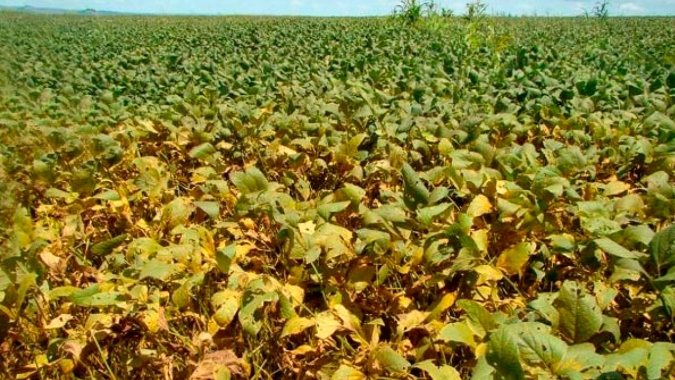 Ferrugem Asiática deve aparecer mais tarde na próxima safra de soja do Paraná