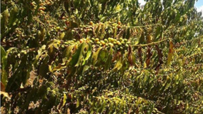 Café/Cepea: Queimadas causam perdas pontuais; falta de umidade preocupa