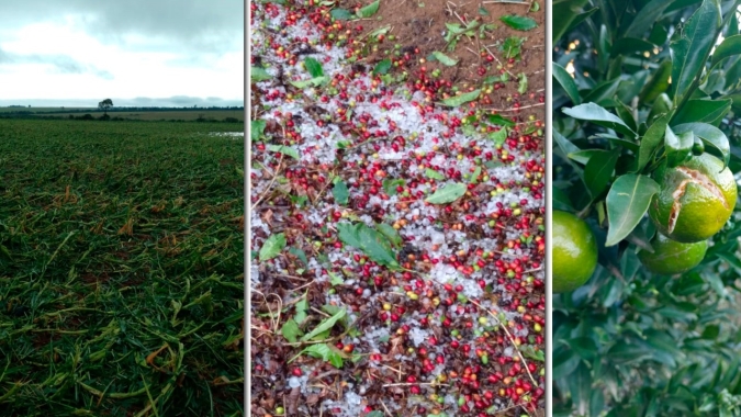 Granizo atinge lavouras de milho, citrus e café: Safrinha no MS sofre os maiores impactos