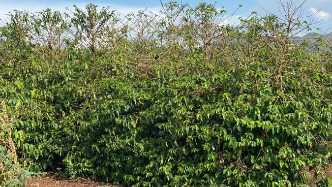 Mais de mil fazendas de café são certificadas pelo IMA