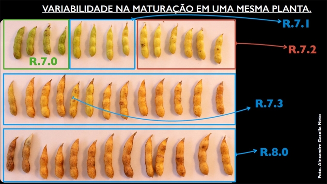 Momento ideal para dessecação da soja: Saiba como identificar o estádio R.7.3