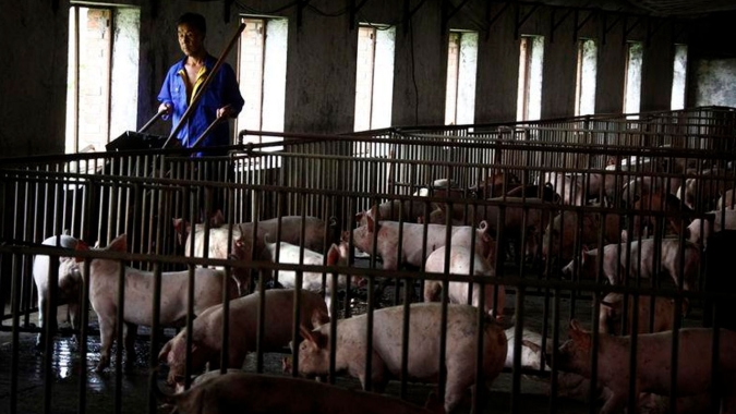 Hong Kong abate 5.600 porcos após descoberta de peste suína africana