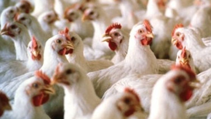 Frango congelado ou resfriado têm tímidas altas em São Paulo nesta segunda-feira (16)
