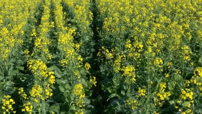 Culturas alternativas de inverno, como canola e carinata, ganham força para proteger a rentabilidade no Sul