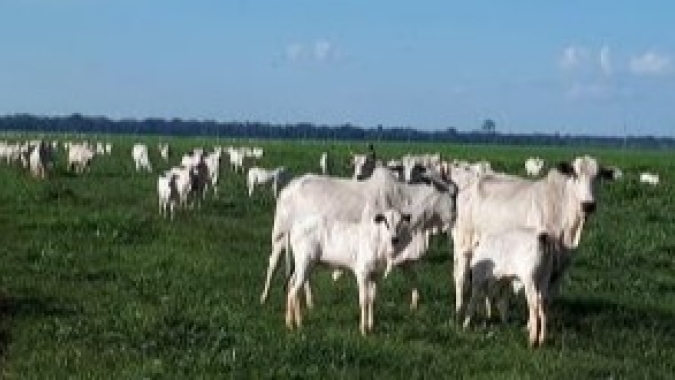 Técnicos da Secretaria de Agricultura de SP orientam como suplementar a alimentação do gado durante a estiagem