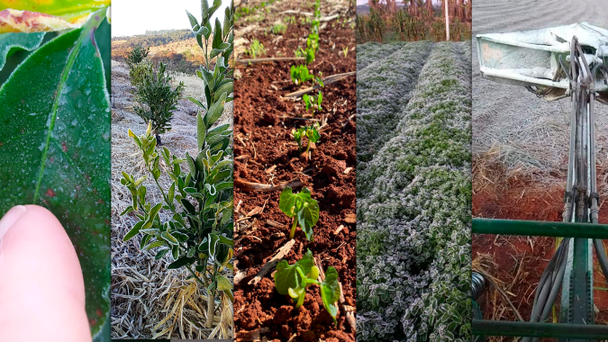 Confirmando as previsões, geada volta atingir área de produção agrícola no Centro-Sul do Brasil