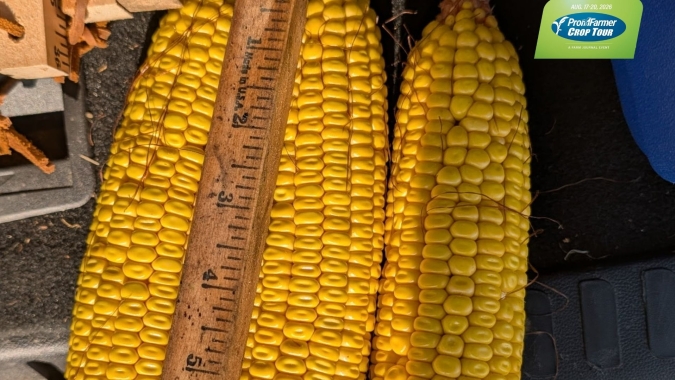 Pro Farmer reduz potencial do milho nos EUA, mas aponta soja para novo recorde