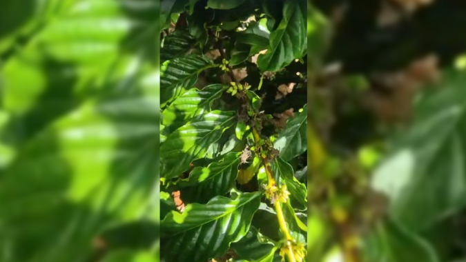 Estresse hídrico: Florada fora de época é registrada em lavouras de café no norte do ES