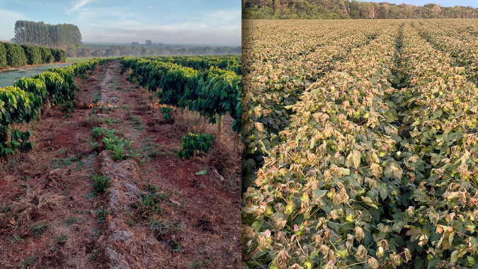 Frio intenso: Geada atinge áreas pontuais de café e algodão em Minas Gerais, Goiás e Mato Grosso