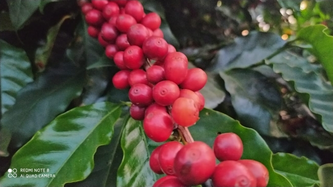 Café arábica atinge patamar dos US$ 3,80/lp nos futuros próximos na manhã desta 2ª feira (03)