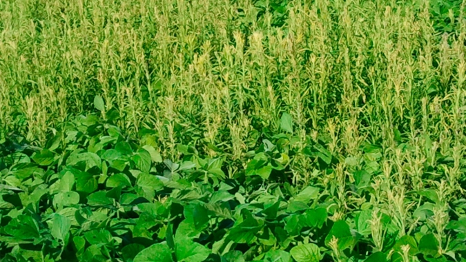 Webinar gratuito sobre “Métodos de controle não-químico de plantas daninhas na agricultura” será apresentado por professor da UFV