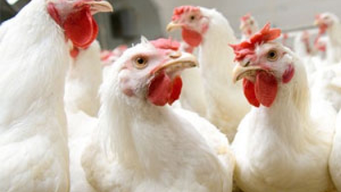 Desempenho do frango (vivo e abatido) na 22ª semana de 2021, passagem de maio para junho