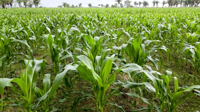 Milho: O clima está favorável para a colheita, por Radar Investimentos