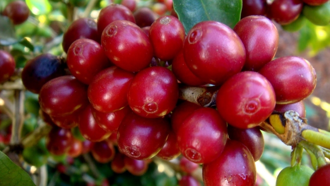 Café testa novas altas após semana de pressão em Nova York