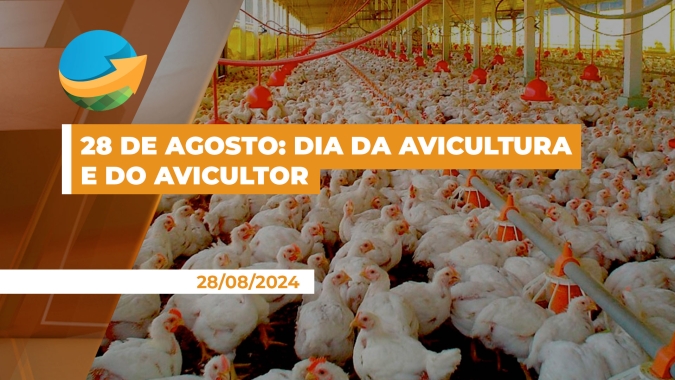 Dia da Avicultura e do Avicultor: 2024 deve ser ano de regularidade para o setor, segundo especialista