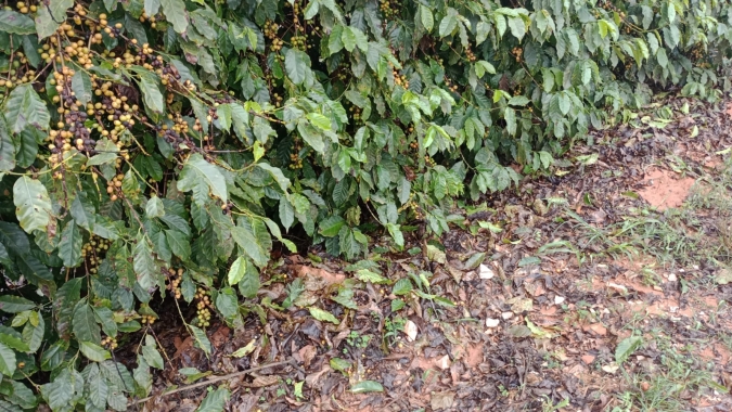 Lavouras de café danificadas pelo granizo? Confira orientações para a recuperação