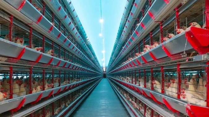Do aviário à liderança: trajetória transforma granja familiar em potência no Piauí