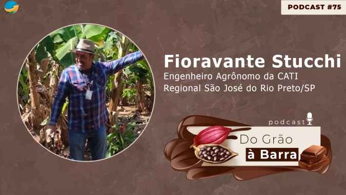 Cacau em SP? Novo programa mostra que cultivo é possível, ajuda na rentabilidade de produtores de outras áreas e apresenta grande potencial de produtividade