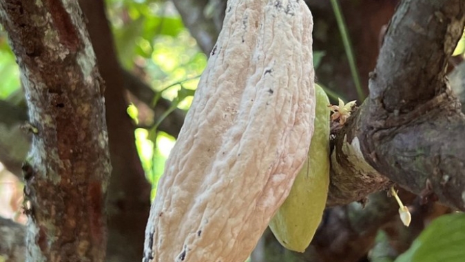 População urbana pode ajudar no controle de doenças em vegetais e animais