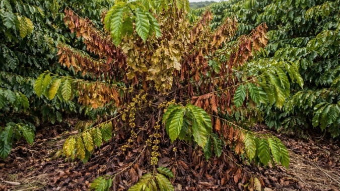 Doença silenciosa avança nos cafezais e pode matar plantas inteiras de café
