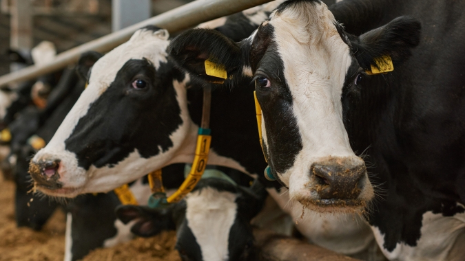 Há risco de propagação da gripe aviária para vacas fora dos EUA, diz OMS