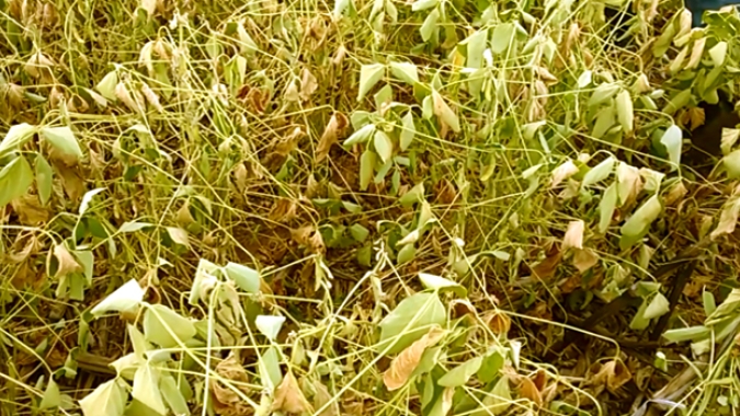 Calor e seca acima da média de junho exigem atenção redobrada de produtores rurais em todo Brasil