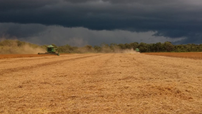 Com colheita atrasada pela chuva de fevereiro, Darcinópolis tem produtividades variadas na soja