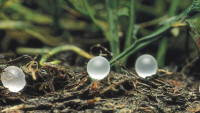 Software gratuito oferece recomendações de calagem e adubação para diversas culturas agrícolas
