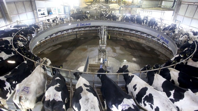 Software do IDR-Paraná qualifica gestão de fazendas leiteiras e ajuda produtores