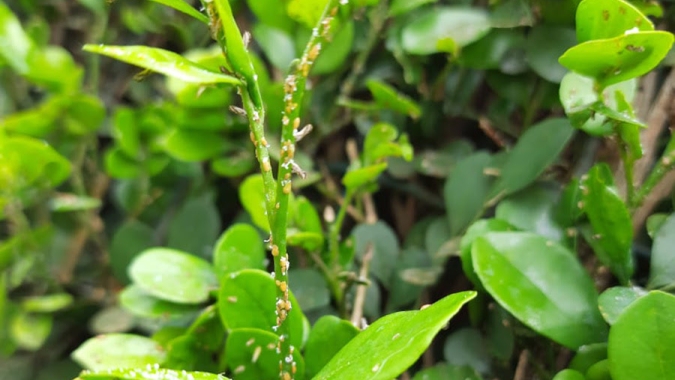 Metodologia inédita em sanidade vegetal protege a citricultura baiana da pior praga mundial