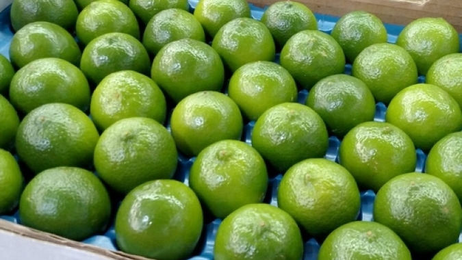 Citros/Cepea: Oferta de tahiti aumenta gradualmente; preço cai