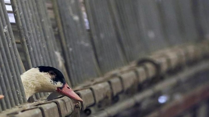 Bulgária registra surto de gripe aviária H5N8 em fazenda de patos